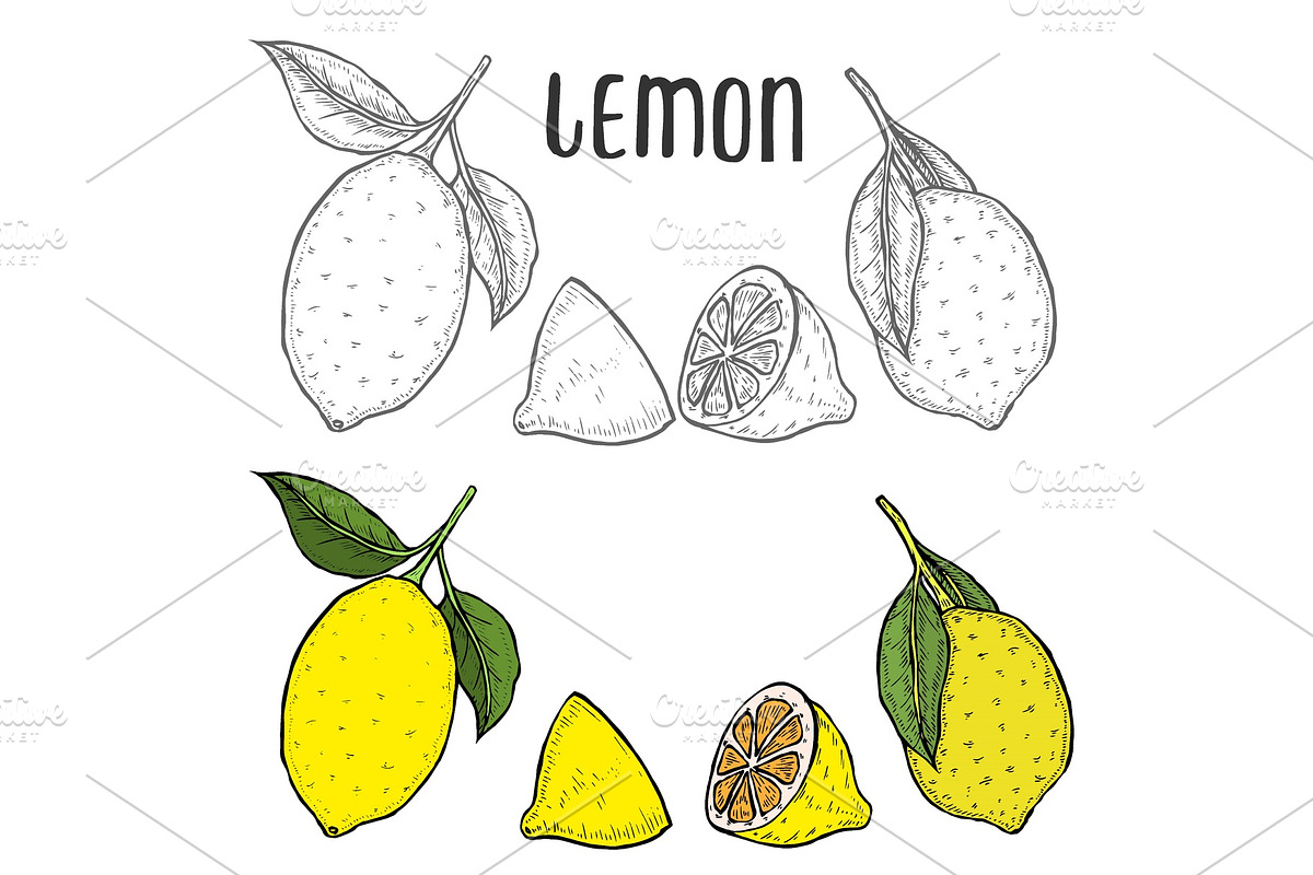 lime or lemon set. in Illustrations - product preview 8