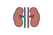 Human kidneys color icon
