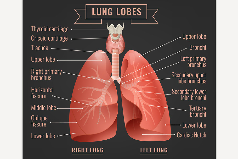 Human lungs infographic in Illustrations - product preview 8