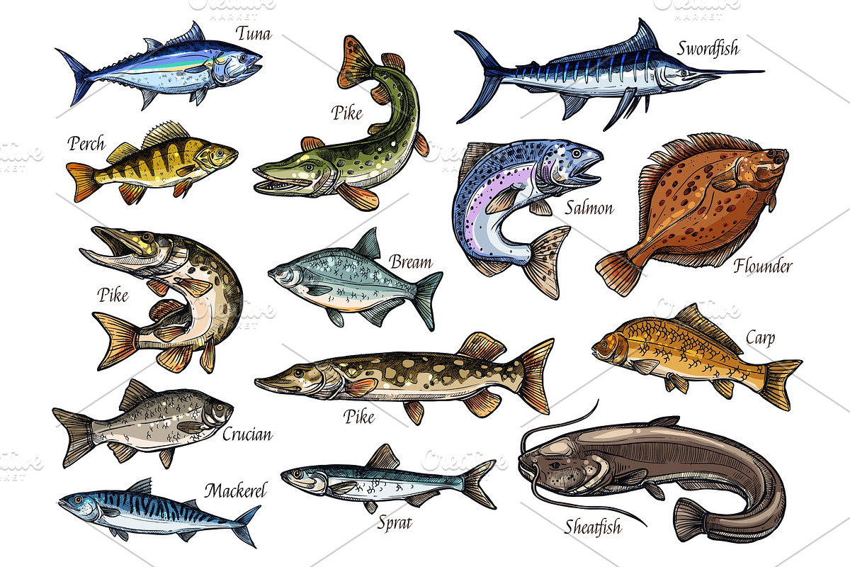 Fresh fish and seafood isolated in Illustrations - product preview 8