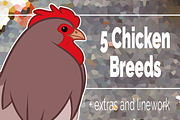 5 Chicken breeds clip art set