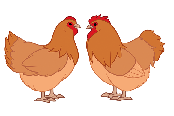 5 Chicken breeds clip art set in Illustrations - product preview 3