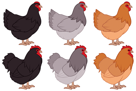 5 Chicken breeds clip art set in Illustrations - product preview 4