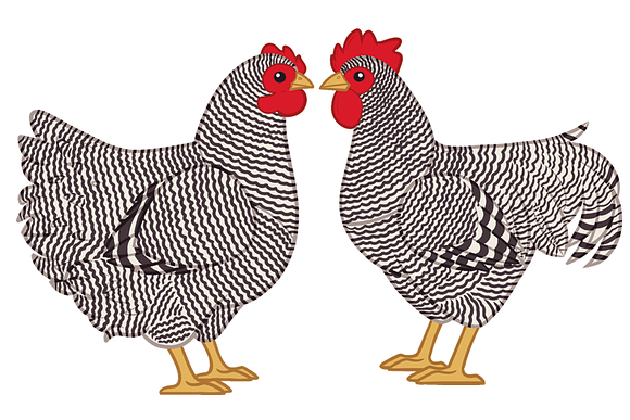 5 Chicken breeds clip art set in Illustrations - product preview 5