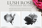 Lush Roses Photoshop Brushes
