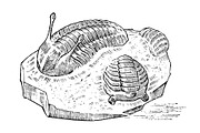 Preserved trilobite specimen