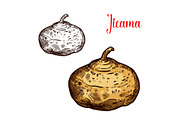 Jicama Mexican tunip vector sketch