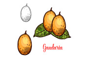 Gandaria vector sketch exotic fruit