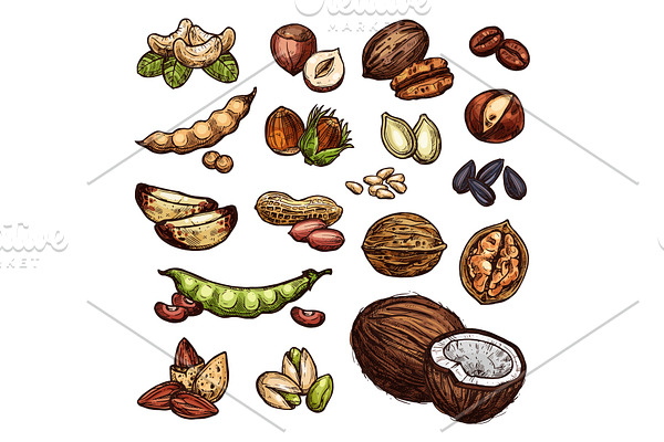 Nuts and bean seeds vector natural