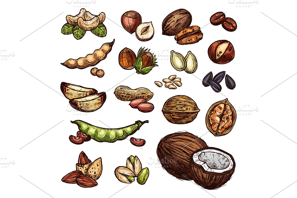 Nuts and bean seeds vector natural in Illustrations - product preview 8