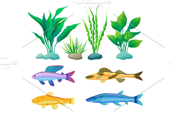 Aquarium Fish and Decorative Algae