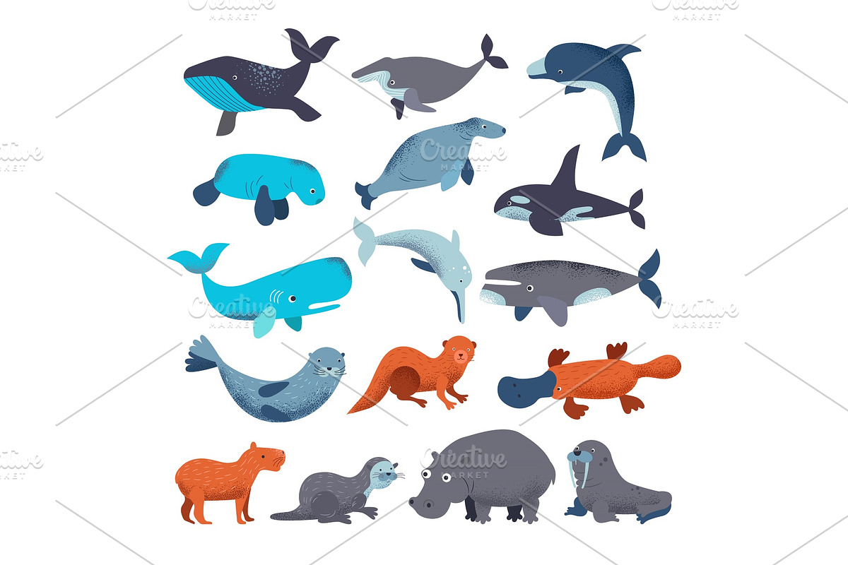 Sea mammal vector water animal in Illustrations - product preview 8