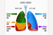Human lungs infographic