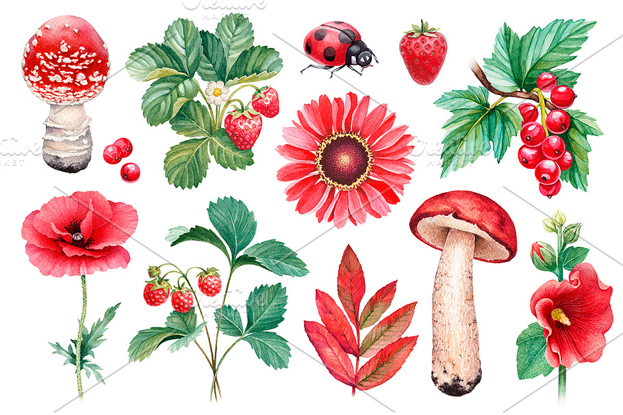 Red summer nature illustrations kit