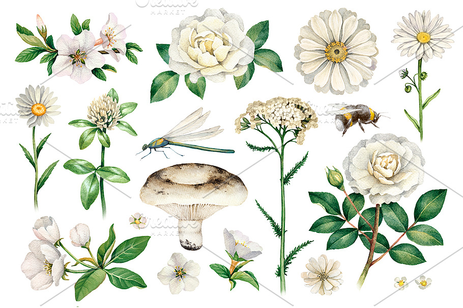 White summer nature illustrations in Illustrations - product preview 8