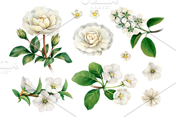 White summer nature illustrations in Illustrations - product preview 1