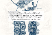 55 Snails and Shell Creatures Illus.