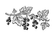 Branch of currant engraving vector
