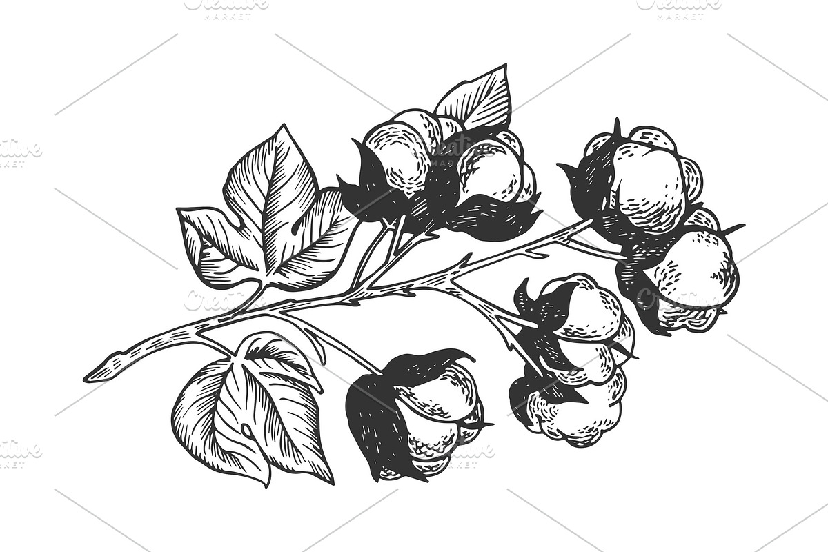 Cotton branch engraving vector in Illustrations - product preview 8