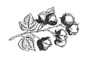 Cotton branch engraving vector