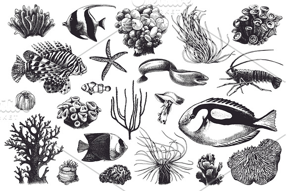 Coral reef in Illustrations - product preview 1
