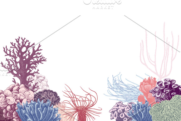 Coral reef in Illustrations - product preview 8