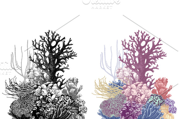 Coral reef in Illustrations - product preview 9
