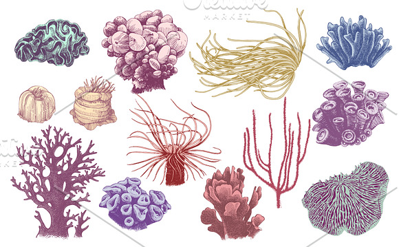 Coral reef in Illustrations - product preview 10