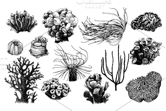 Coral reef in Illustrations - product preview 11