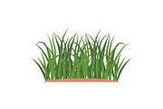 Bunches of green grass on an earthen