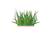 Bunches of green grass on an earthen