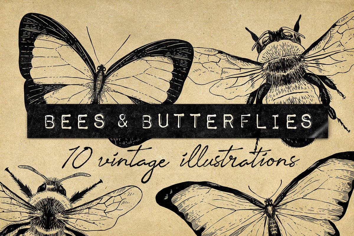 Vintage Bee Butterfly Illustrations in Vintage Icons - product preview 8