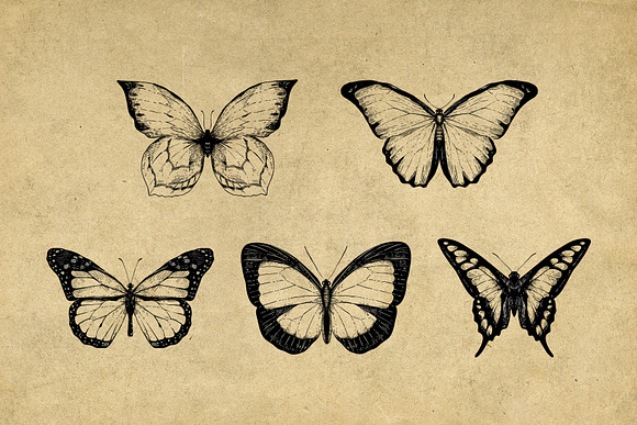 Vintage Bee Butterfly Illustrations in Vintage Icons - product preview 4