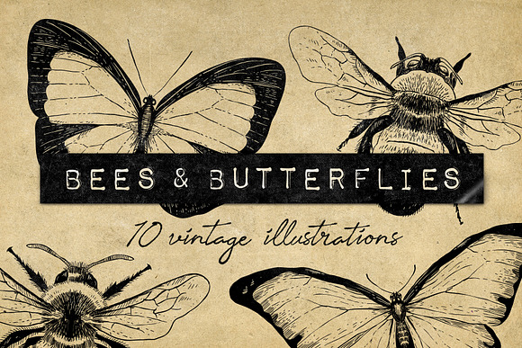 Vintage Bee Butterfly Illustrations in Vintage Icons - product preview 7