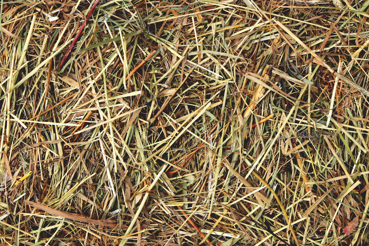 Farm hay texture. Dried grass. in Textures - product preview 8