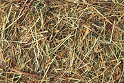 Farm hay texture. Dried grass.