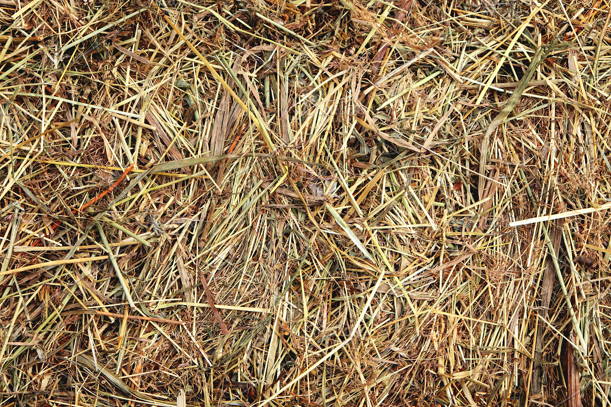 Hay texture. Dried grass agricultura in Textures - product preview 8