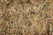 Hay texture. Dried grass agricultura