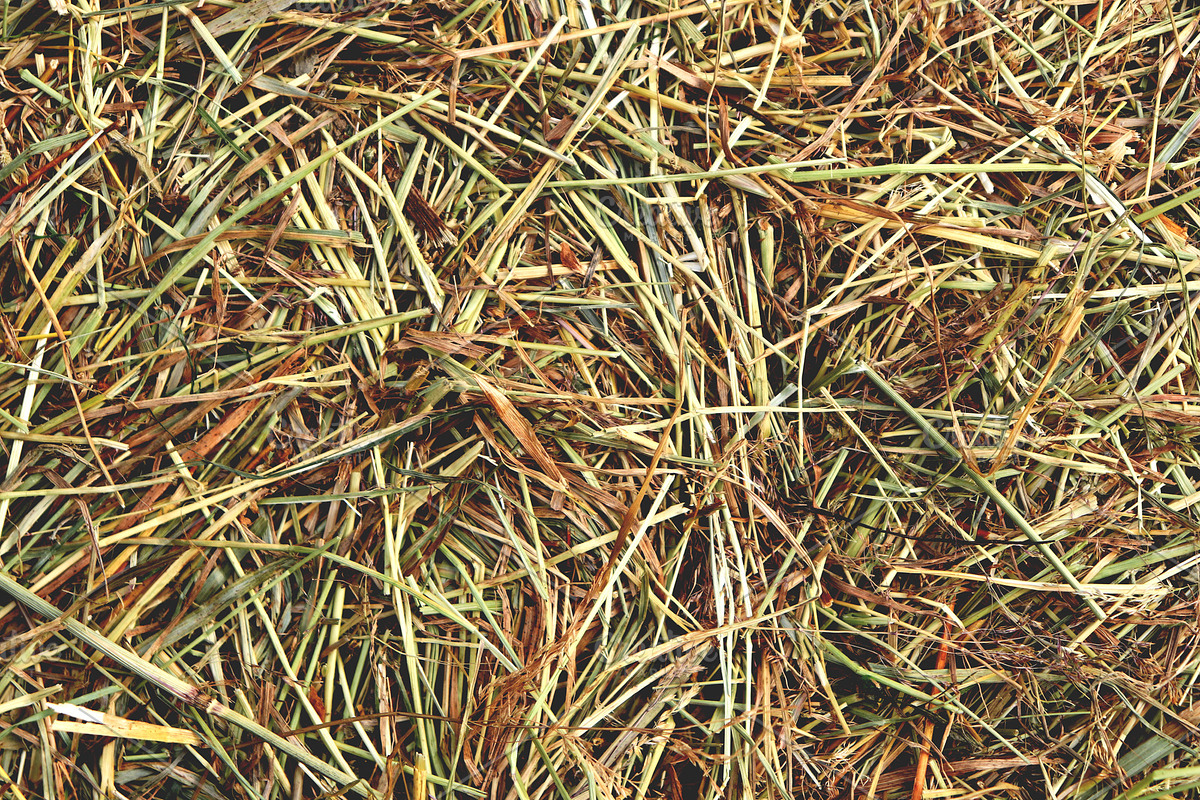 Hay yellow farm texture.  in Textures - product preview 8