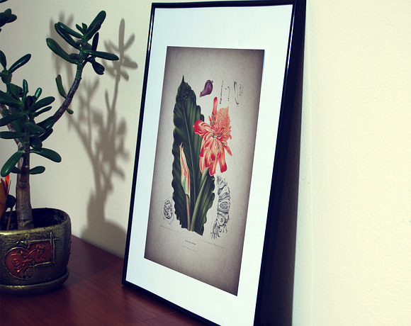 16 Vintage Floral Botanical Posters in Illustrations - product preview 2