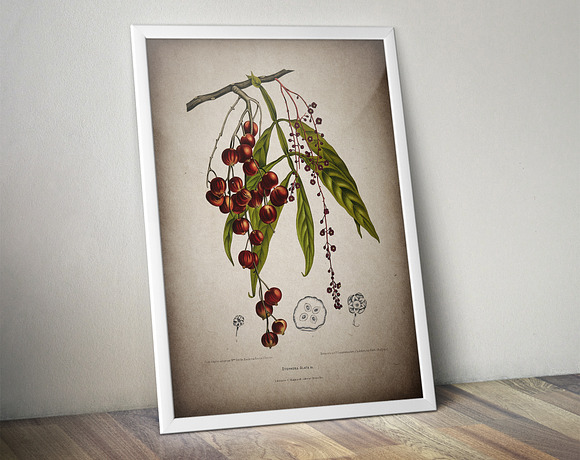 16 Vintage Floral Botanical Posters in Illustrations - product preview 3