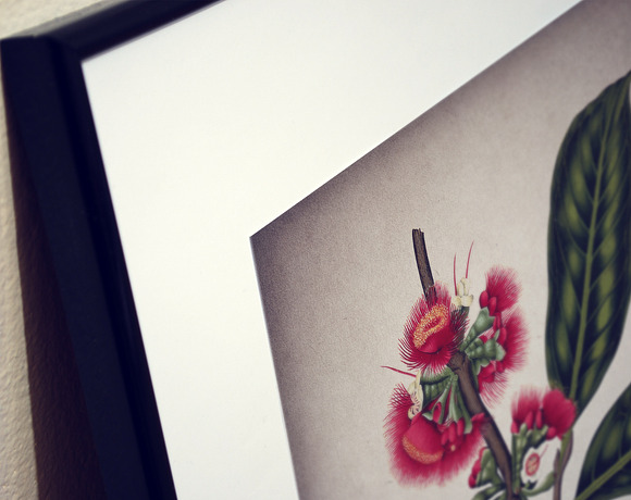 16 Vintage Floral Botanical Posters in Illustrations - product preview 4