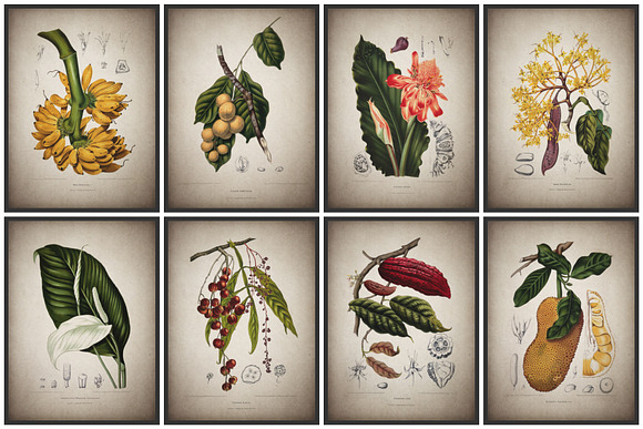 16 Vintage Floral Botanical Posters in Illustrations - product preview 6