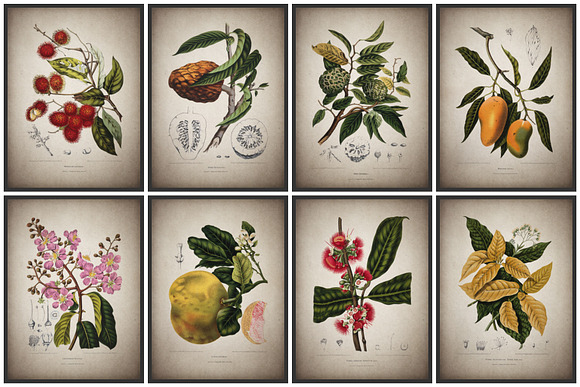 16 Vintage Floral Botanical Posters in Illustrations - product preview 7