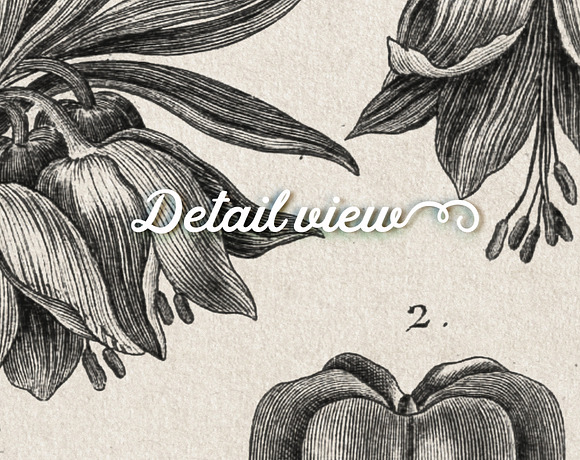 24 Vintage Floral Botanical Posters in Illustrations - product preview 2