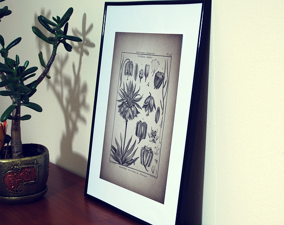 24 Vintage Floral Botanical Posters in Illustrations - product preview 3