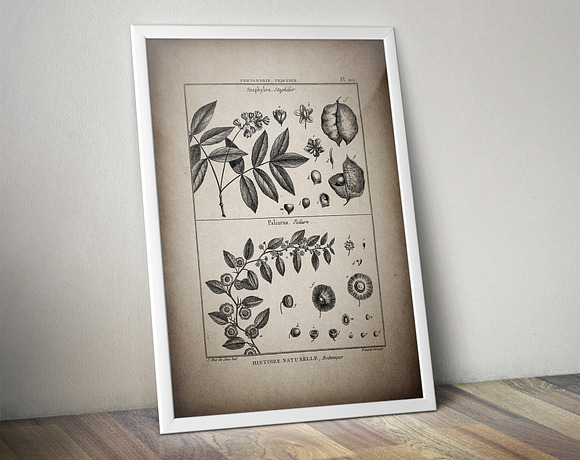 24 Vintage Floral Botanical Posters in Illustrations - product preview 4