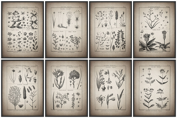 24 Vintage Floral Botanical Posters in Illustrations - product preview 5