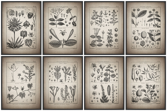24 Vintage Floral Botanical Posters in Illustrations - product preview 6