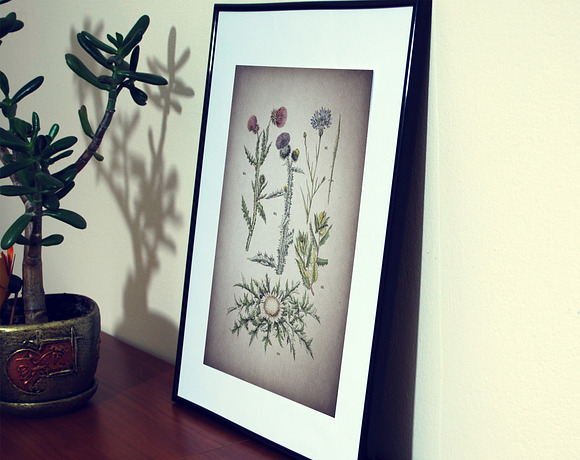 47 Vintage Floral Botanical Posters in Illustrations - product preview 2